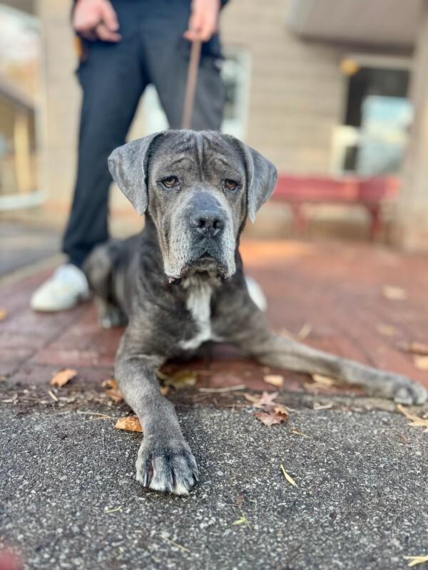Kojak, a Adoptable Cane Corso in Wooster, OH image 2/3