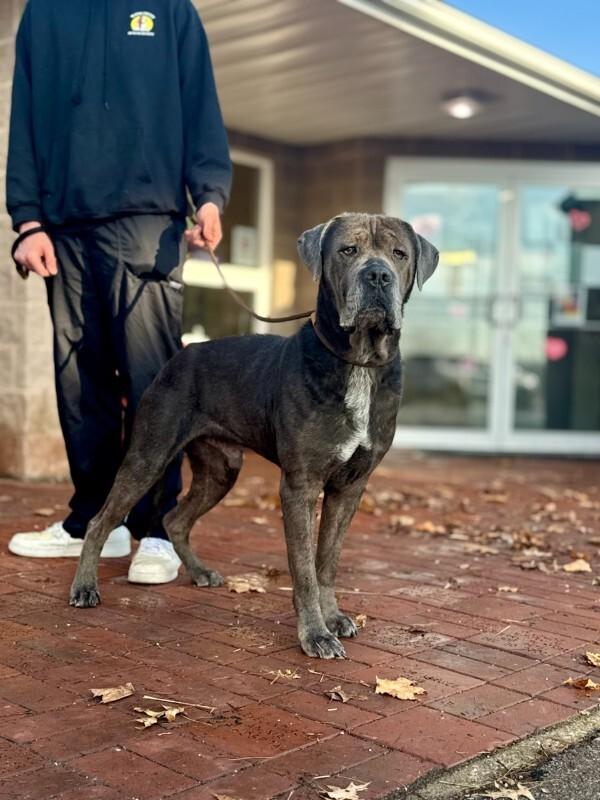 Kojak, a Adoptable Cane Corso in Wooster, OH image 3/3