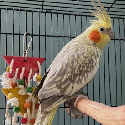 Ms. Frizzle, Adopted, Young Female Cockatiel.