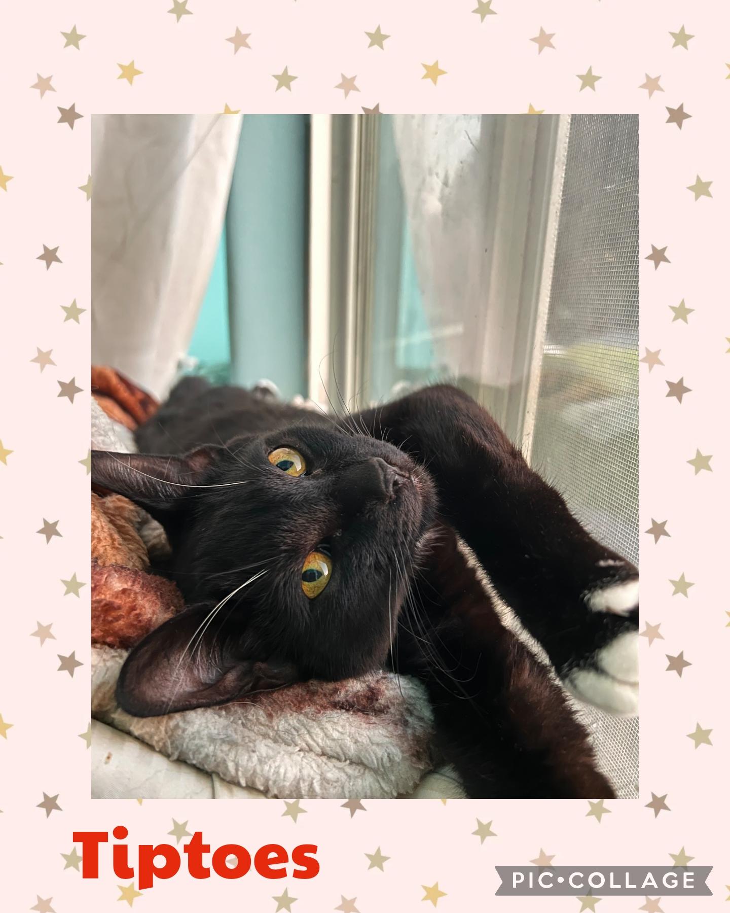 Tiptoes, Adoptable, Young Female Domestic Short Hair.
