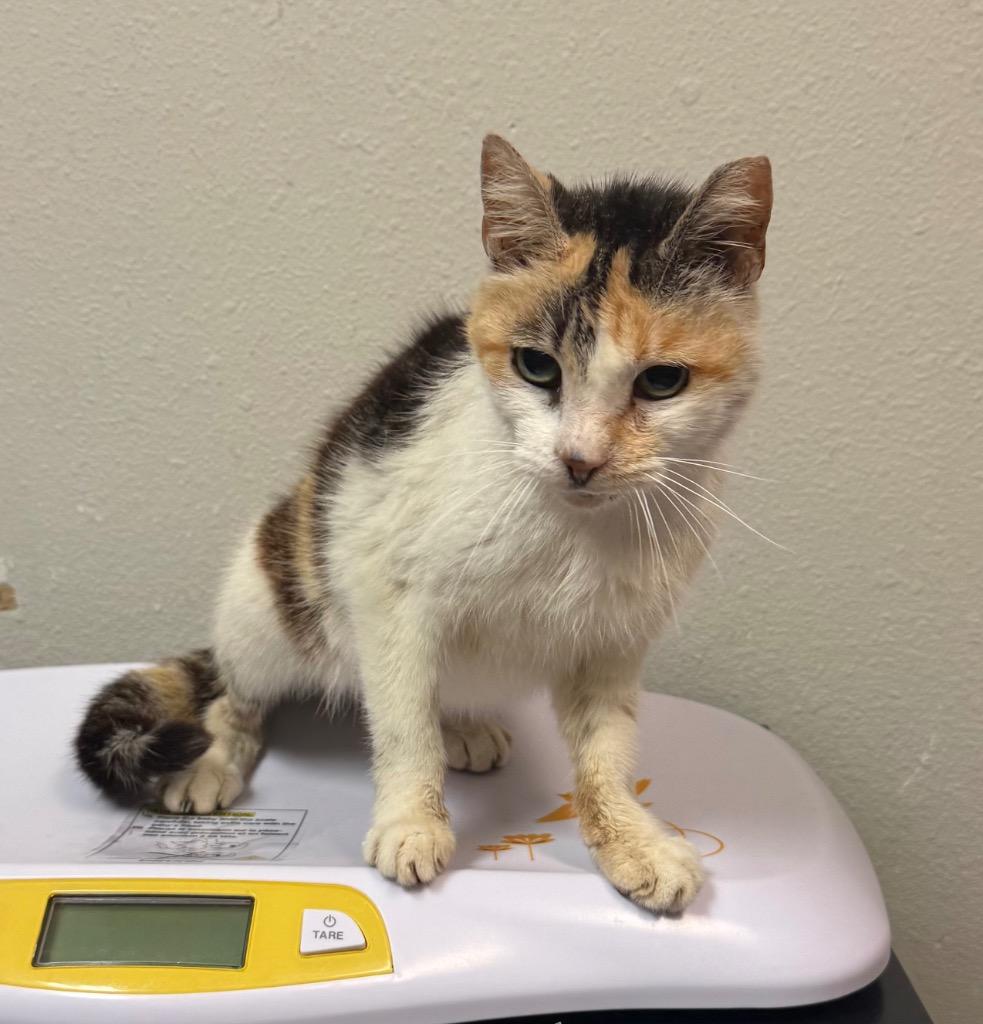 Lea, Adoptable, Senior Female Domestic Short Hair.