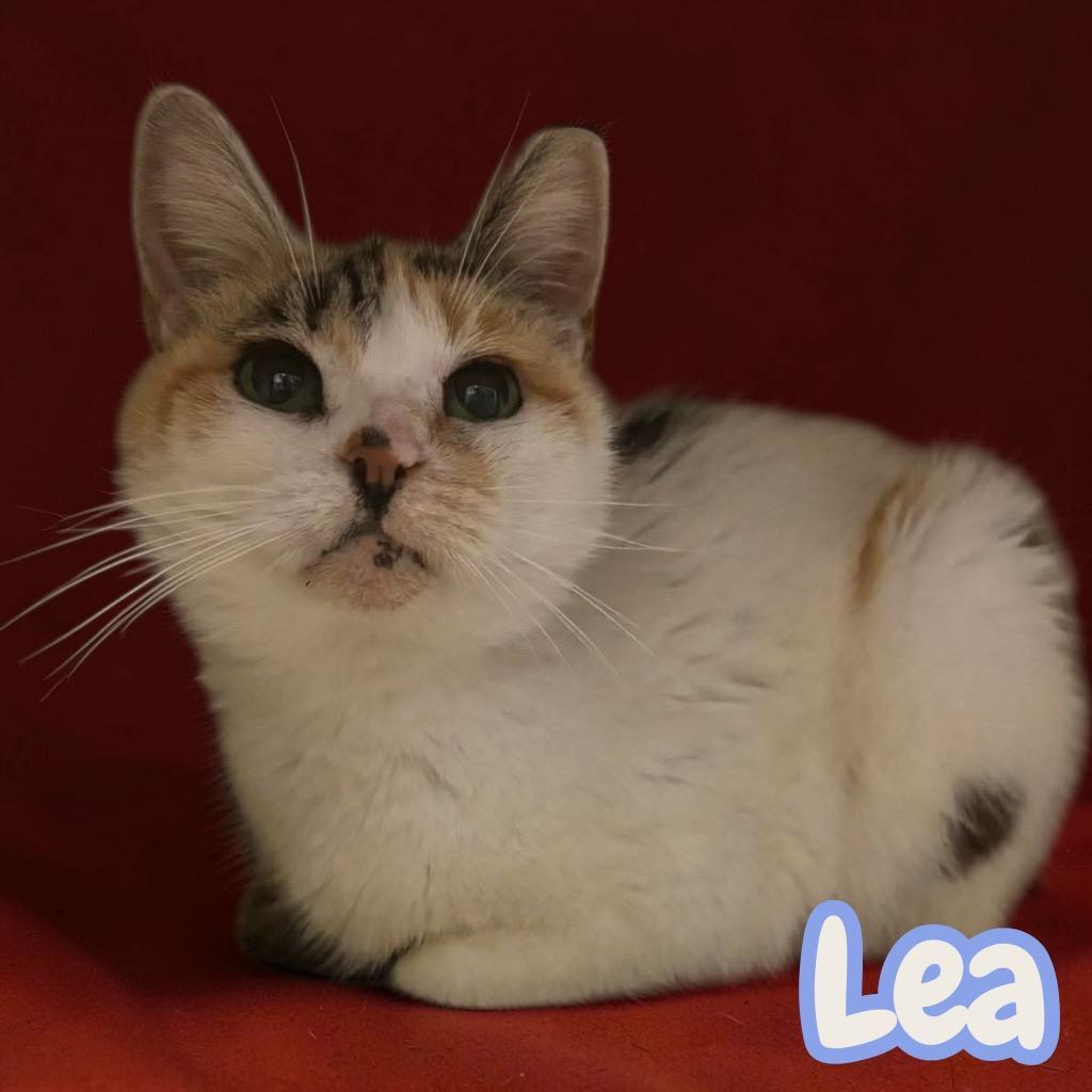 Enlarge Lea, a Adoptable Domestic Short Hair in Sorrento, LA image 2/2
