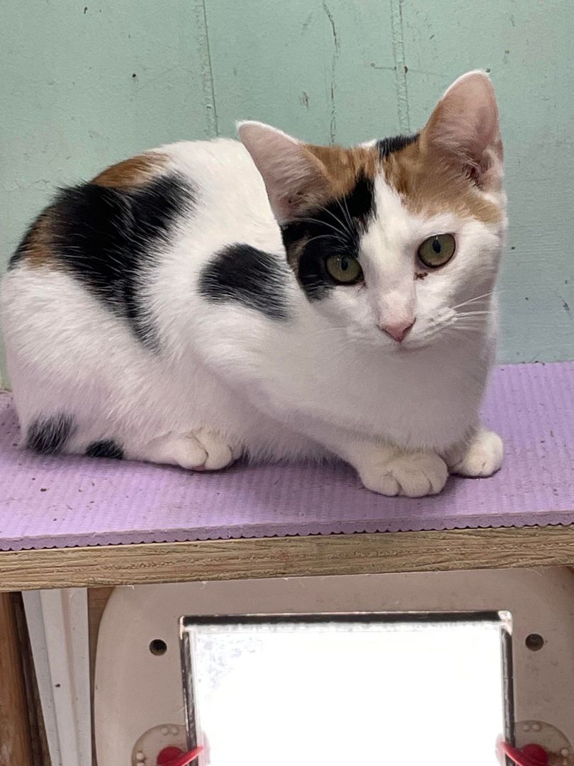 Enlarge PANSY Daze Jones, a Adoptable mixed breed in Indianapolis, IN image 1/11