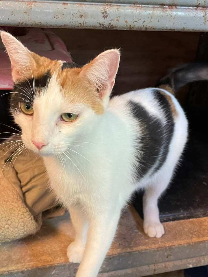 PANSY Daze Jones, Adult Female Calico