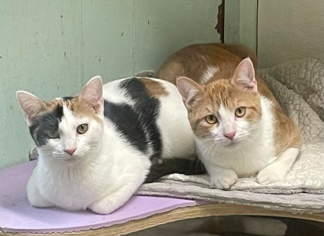 Enlarge PANSY Daze Jones, a Adoptable mixed breed in Indianapolis, IN image 4/11