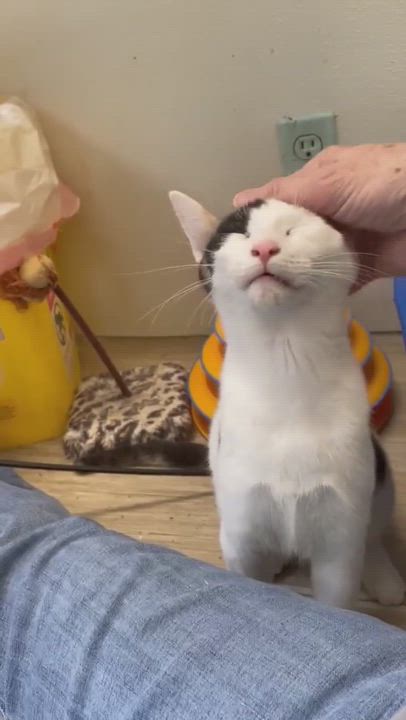 Enlarge PANSY Daze Jones, a Adoptable mixed breed in Indianapolis, IN video 10/11