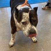 Crockpot, Adoptable, Adult Female Pit Bull Terrier.