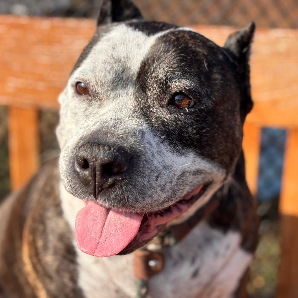 Enlarge Crockpot, a Adoptable Pit Bull Terrier in York, PA image 2/6