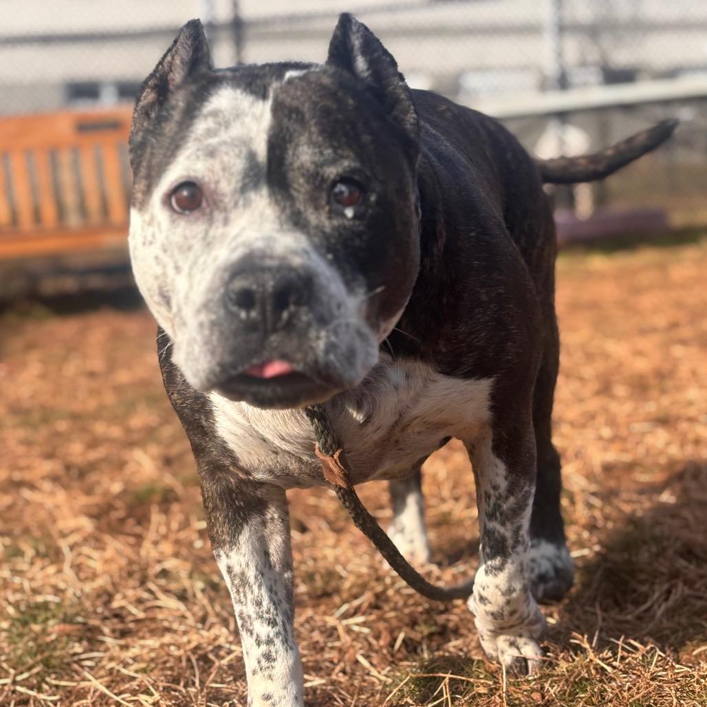 Enlarge Crockpot, a Adoptable Pit Bull Terrier in York, PA image 3/6