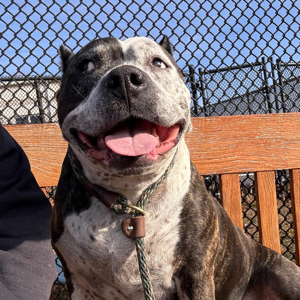 Enlarge Crockpot, a Adoptable Pit Bull Terrier in York, PA image 4/6