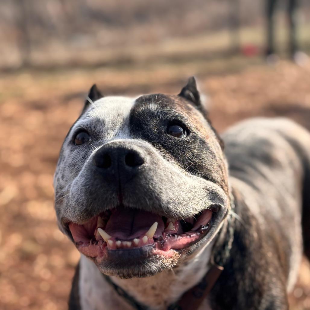 Enlarge Crockpot, a Adoptable Pit Bull Terrier in York, PA image 5/6