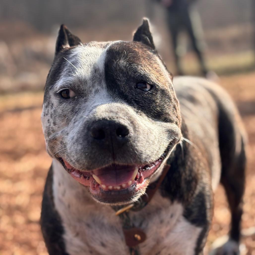 Enlarge Crockpot, a Adoptable Pit Bull Terrier in York, PA image 6/6