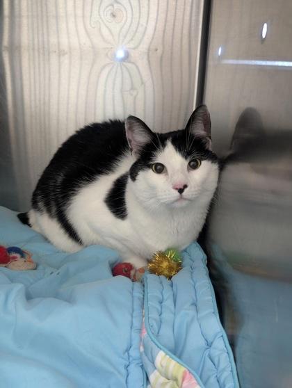 Mr. Moo, Adoptable, Adult Male Domestic Short Hair & Domestic Short Hair.