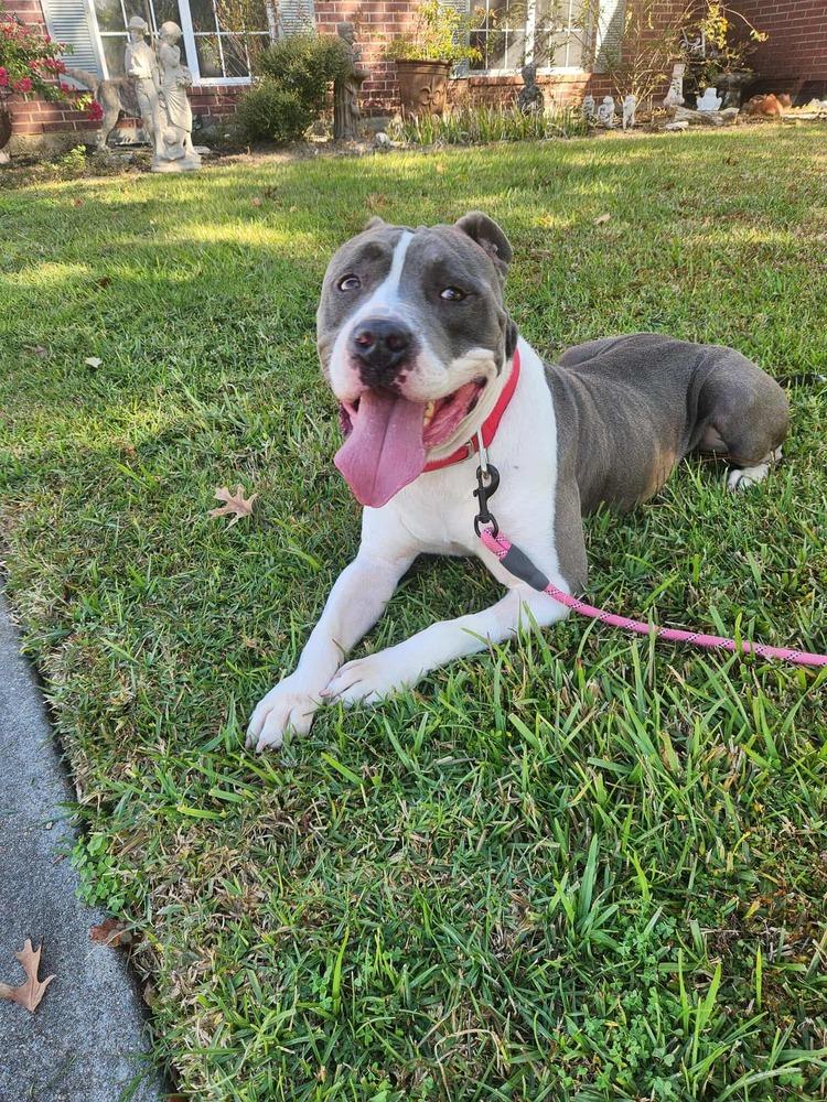 Bubb #A-139622 π¨π¦, Adoptable, Adult Male American Bully.