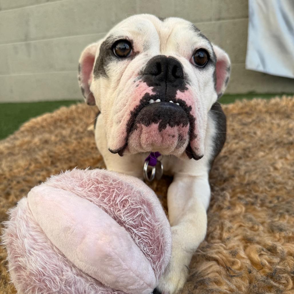 Enlarge Marilyn, a Adoptable English Bulldog in Los Angeles, CA image 1/6