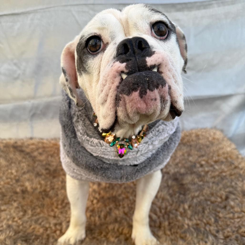 Enlarge Marilyn, a Adoptable English Bulldog in Los Angeles, CA image 2/6