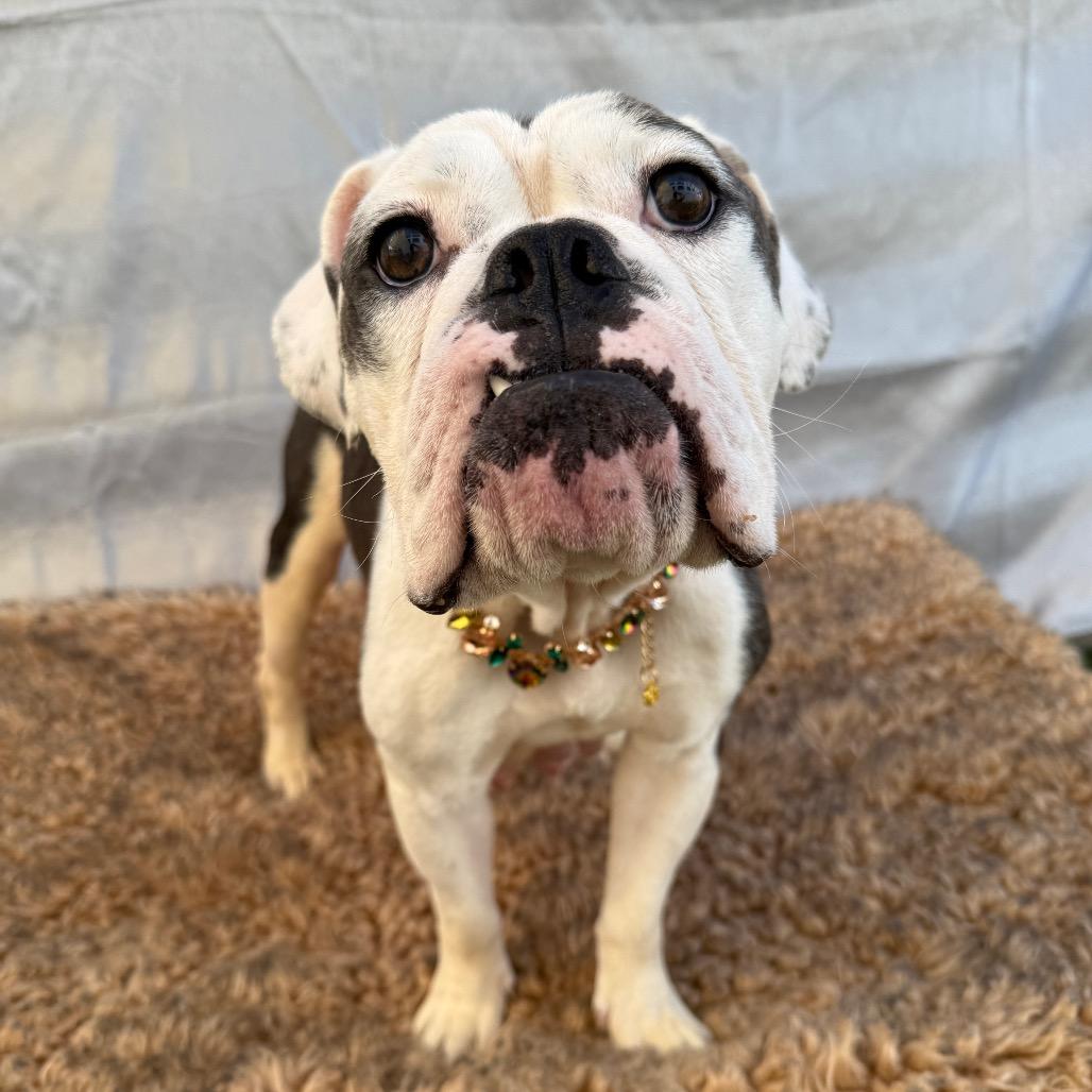 Enlarge Marilyn, a Adoptable English Bulldog in Los Angeles, CA image 3/6