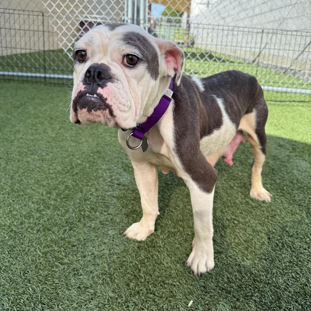 Enlarge Marilyn, a Adoptable English Bulldog in Los Angeles, CA image 4/6