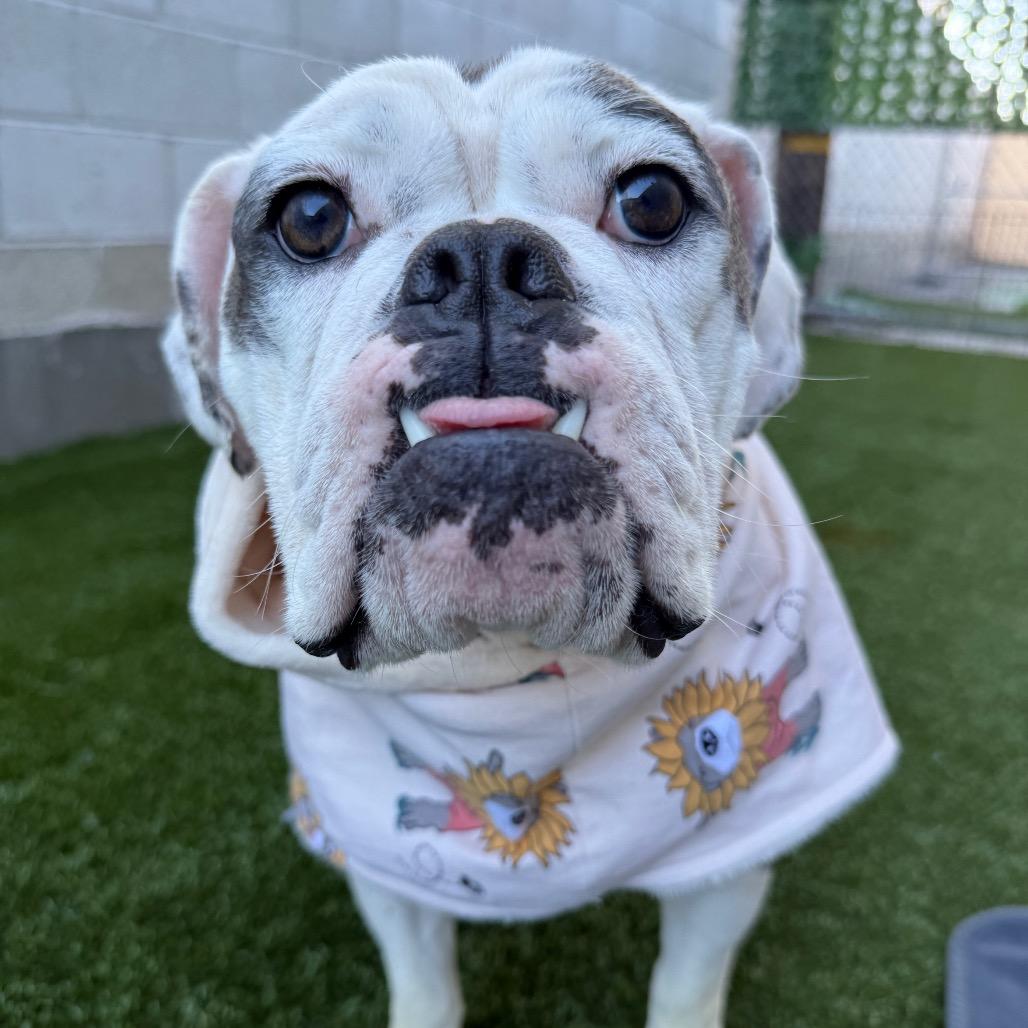 Enlarge Marilyn, a Adoptable English Bulldog in Los Angeles, CA image 5/6