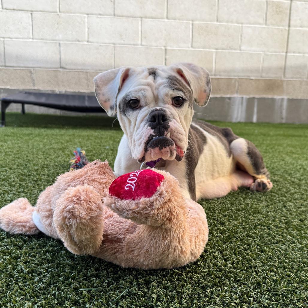 Enlarge Marilyn, a Adoptable English Bulldog in Los Angeles, CA image 6/6