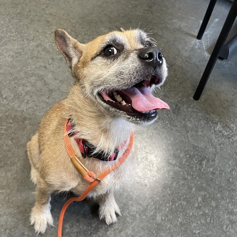 Enlarge Sweety, a Adoptable mixed breed in Albany, NY image 2/6