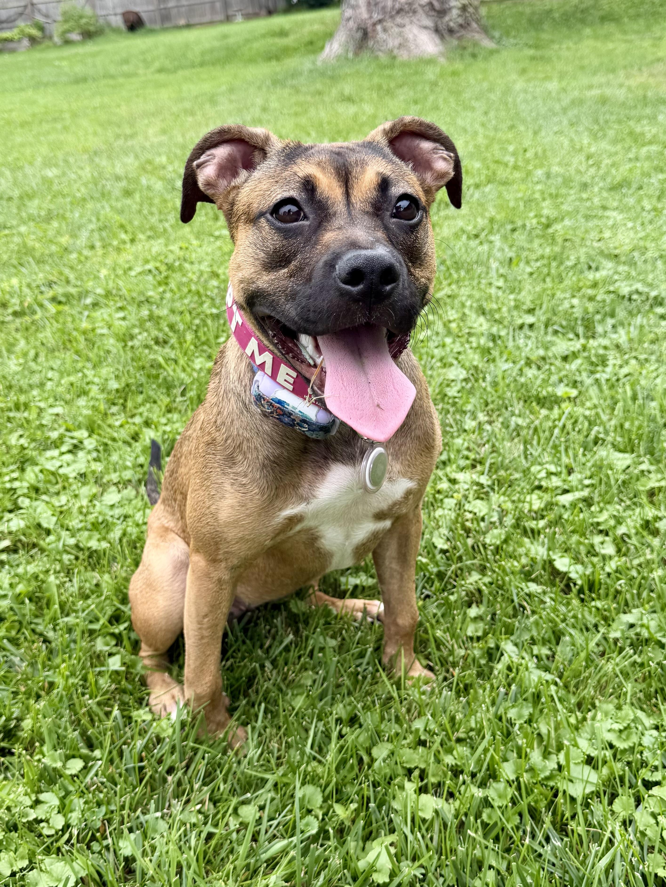 Enlarge LuLu, a Adopted mixed breed in Muskego, WI image 1/6