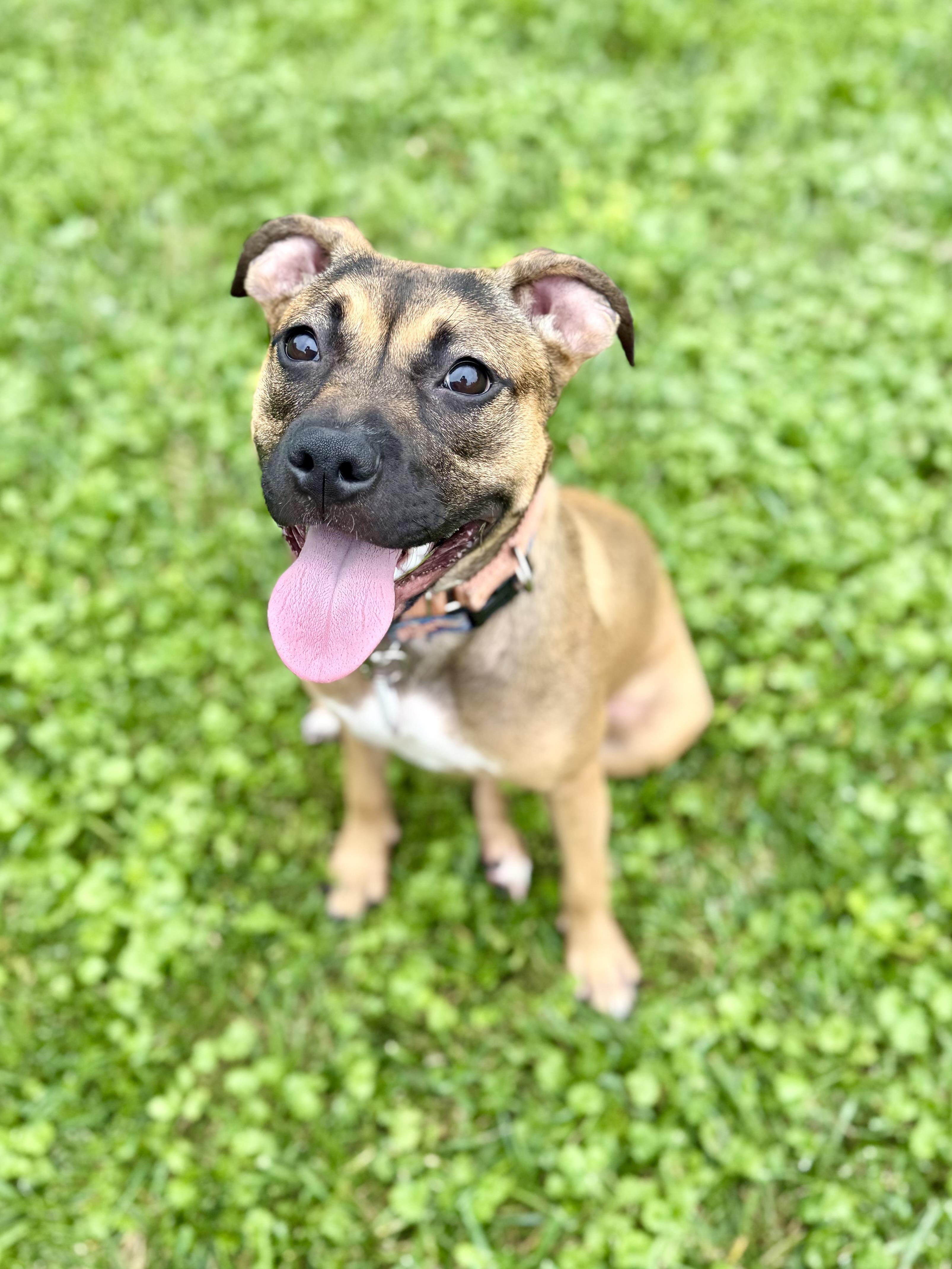 LuLu, Adopted, Young Female Pit Bull Terrier & German Shepherd Dog.
