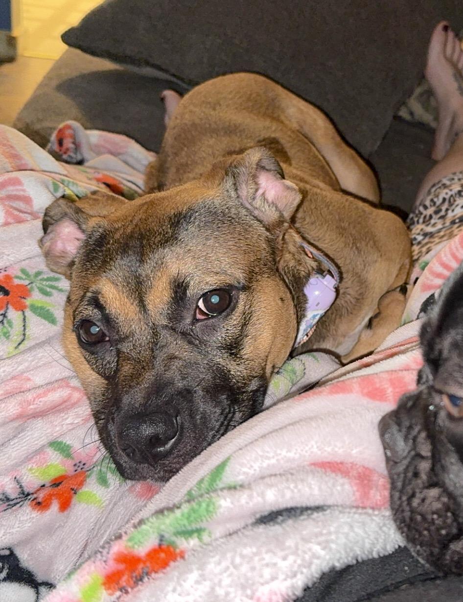 Enlarge LuLu, a Adopted mixed breed in Muskego, WI image 3/6