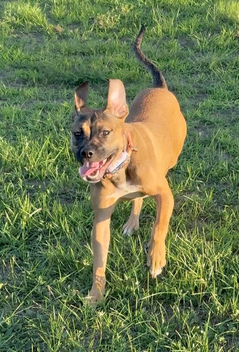 Enlarge LuLu, a Adopted mixed breed in Muskego, WI image 4/6
