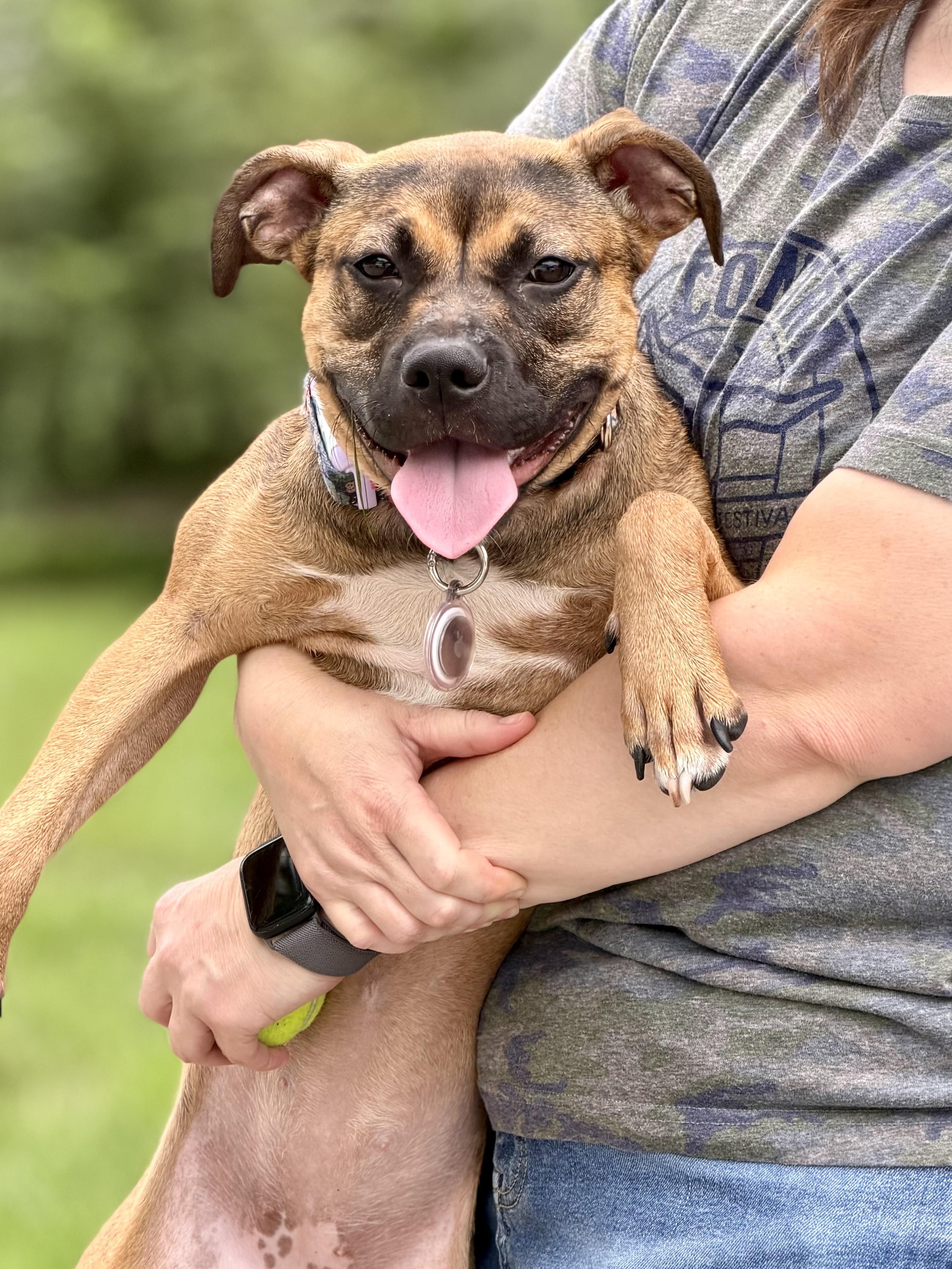 Enlarge LuLu, a Adopted mixed breed in Muskego, WI image 5/6