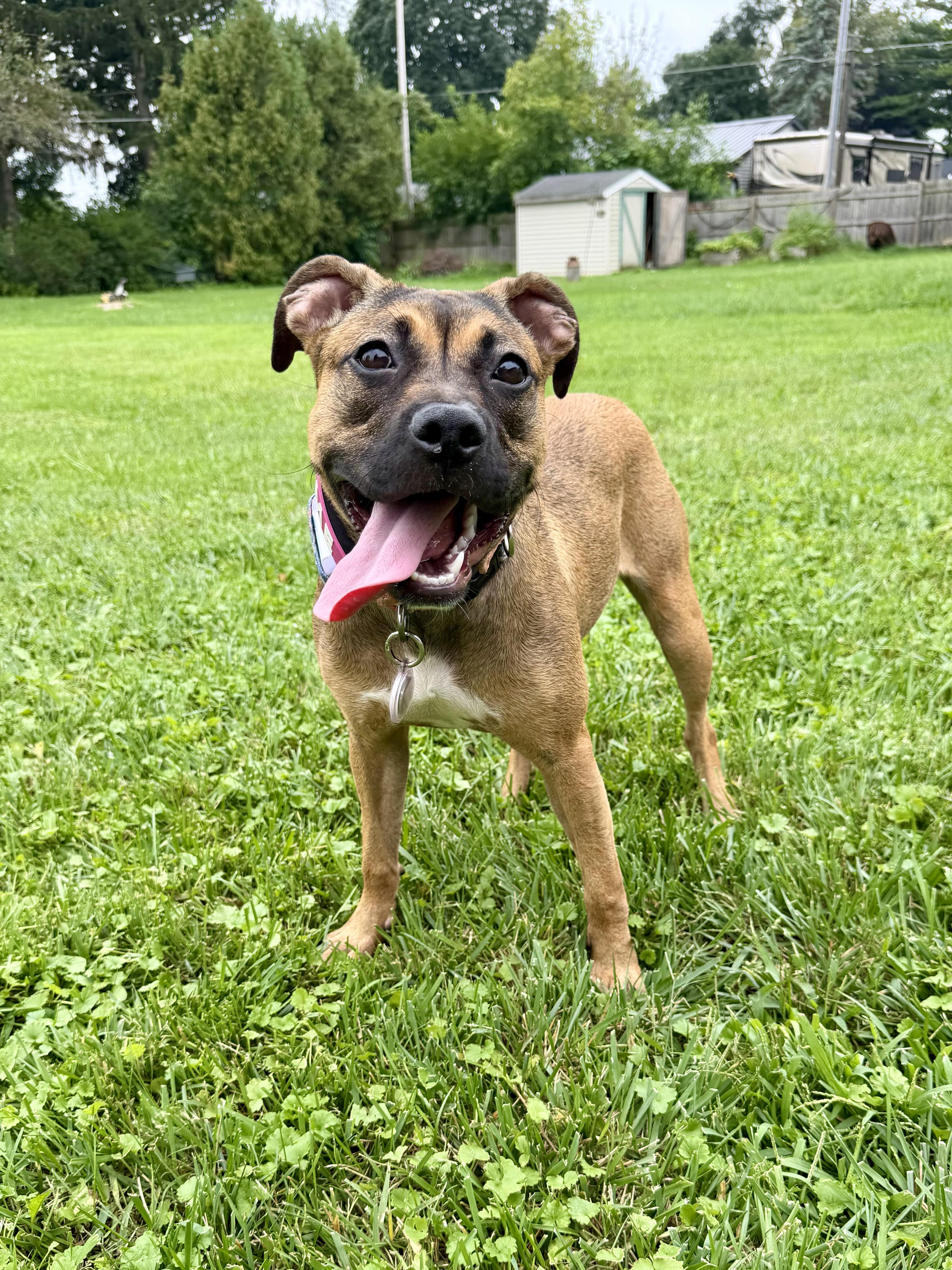 Enlarge LuLu, a Adopted mixed breed in Muskego, WI image 6/6