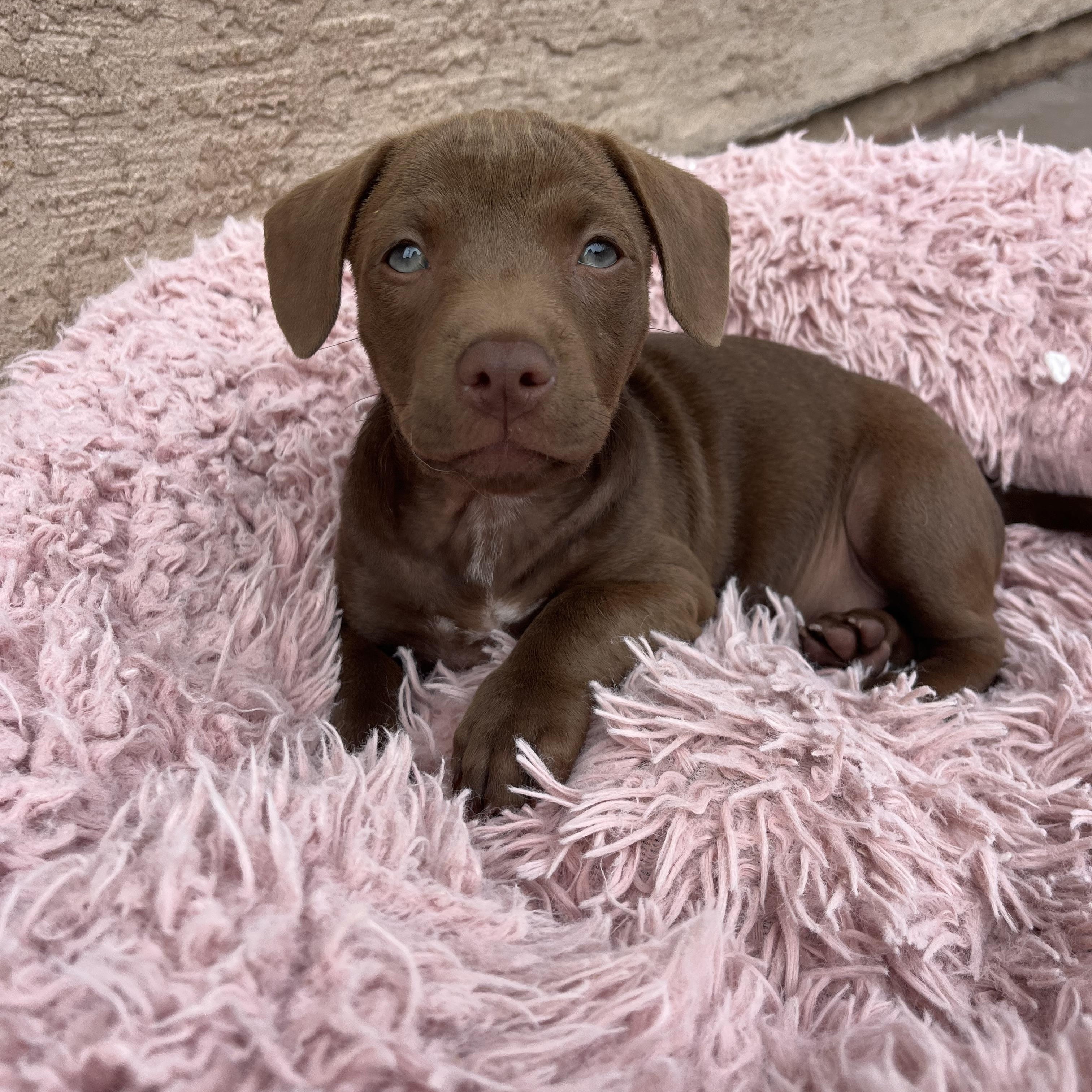 Peanut