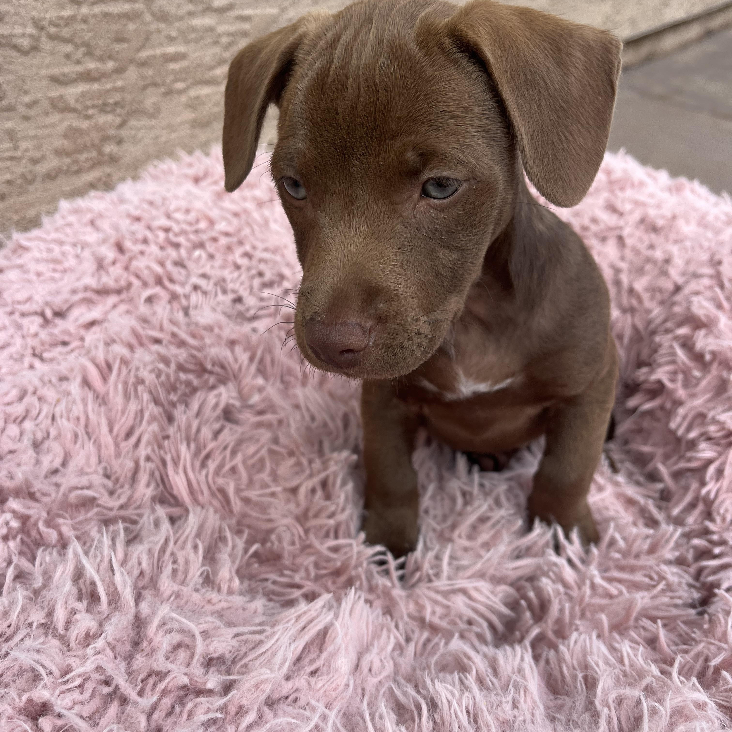 Peanut