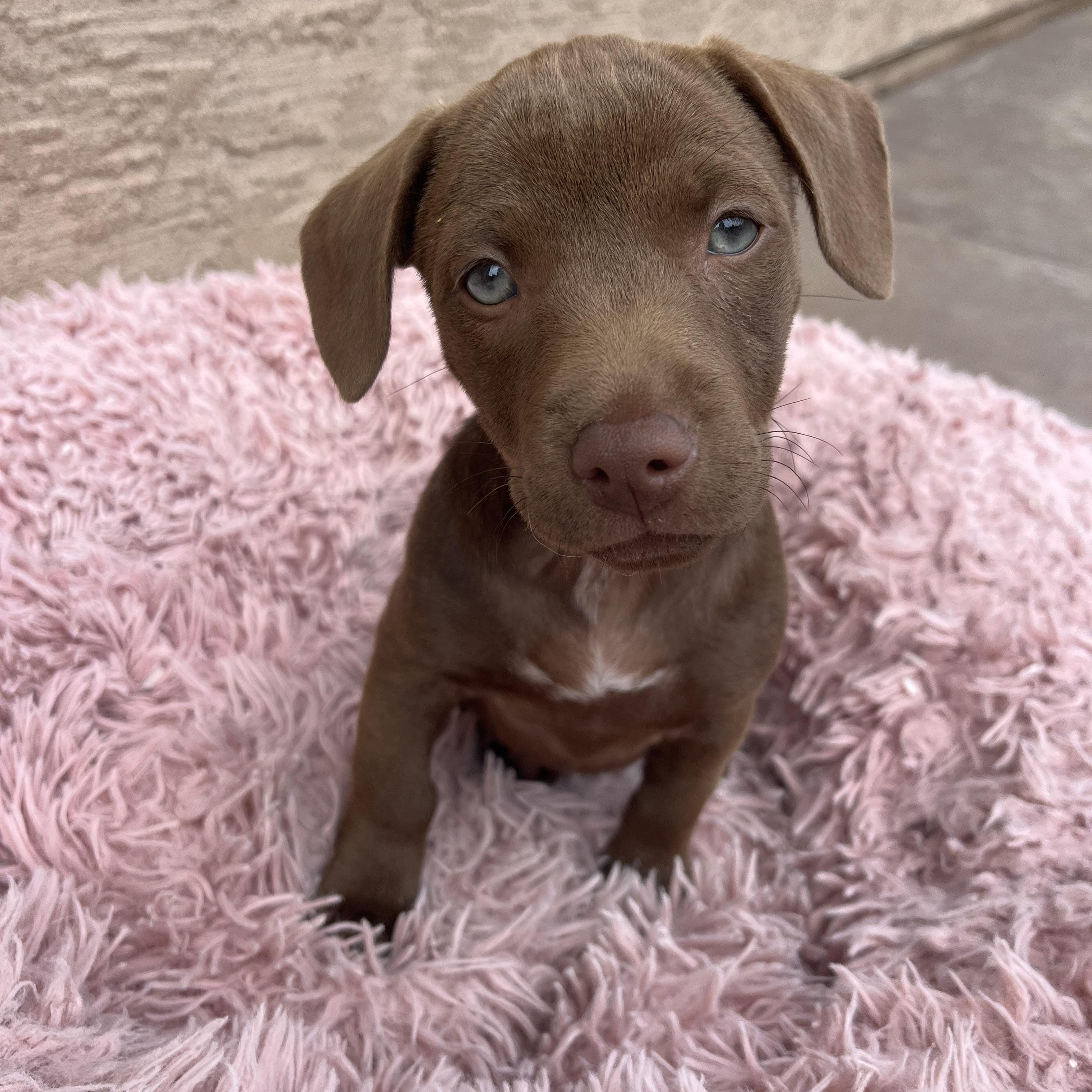 Peanut