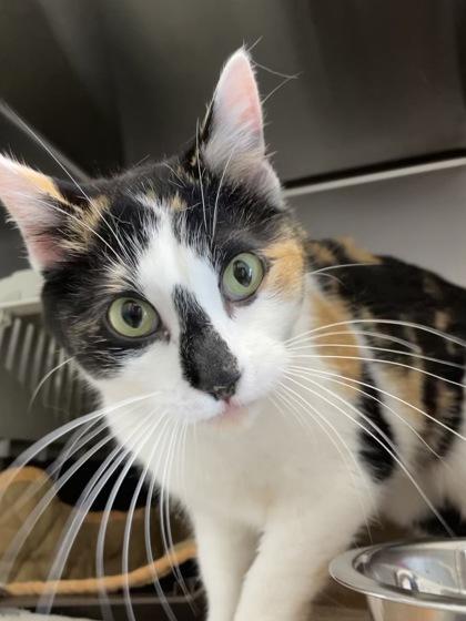 Freya, Adoptable, Adult Female Domestic Short Hair & Domestic Short Hair.