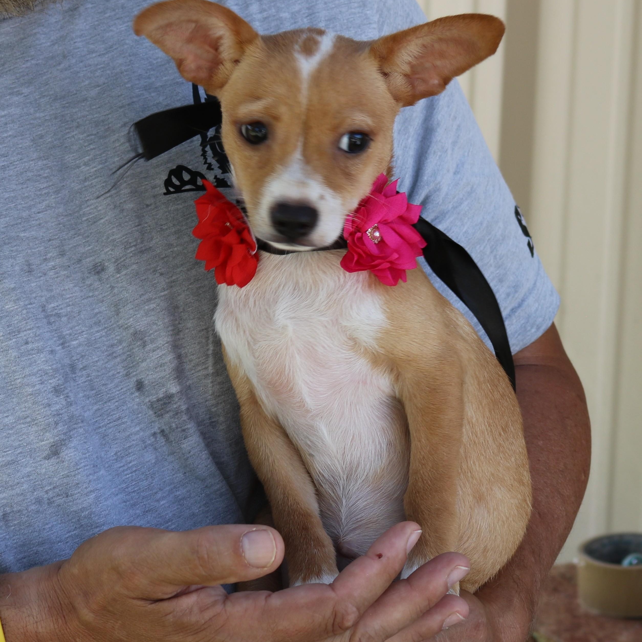 Enlarge Pebbles, a Adopted mixed breed in Bandera, TX image 1/4
