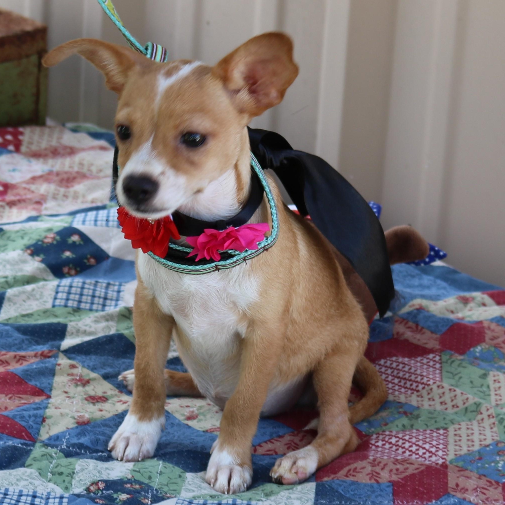 Enlarge Pebbles, a Adopted mixed breed in Bandera, TX image 2/4