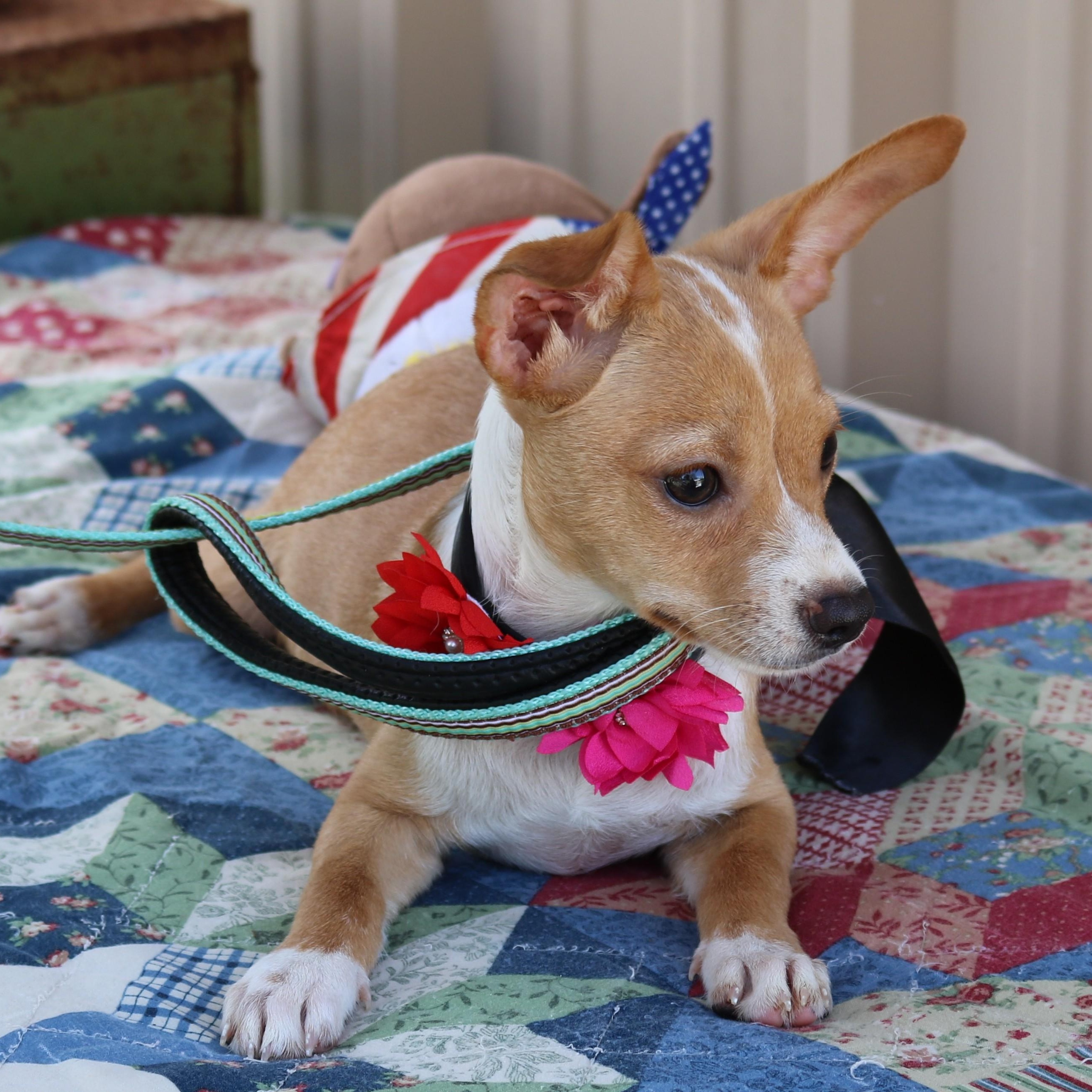 Enlarge Pebbles, a Adopted mixed breed in Bandera, TX image 3/4
