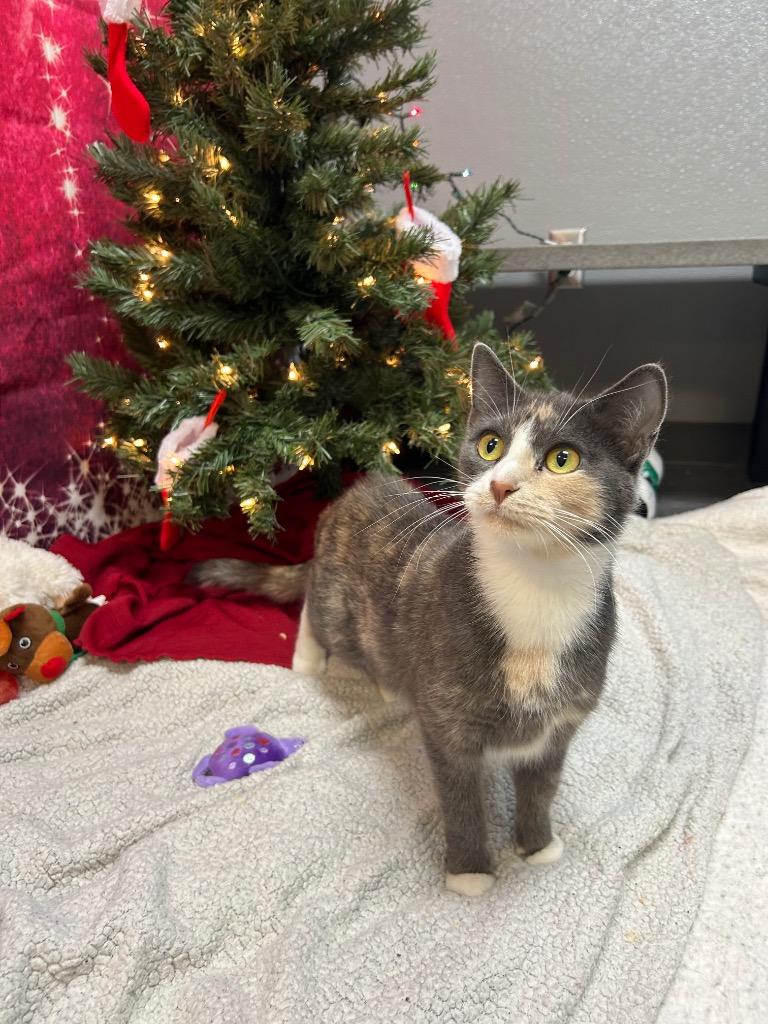 Enlarge Smoke Show, a Adoptable Domestic Short Hair in Clinton, IL image 1/3