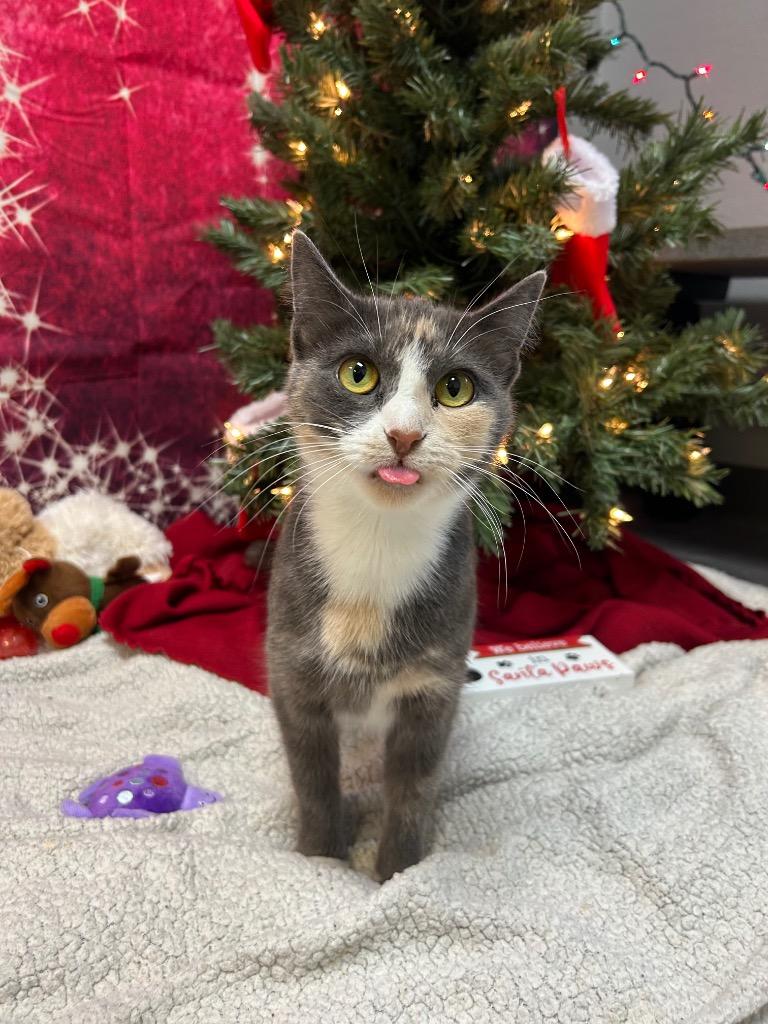 Enlarge Smoke Show, a Adoptable Domestic Short Hair in Clinton, IL image 2/3