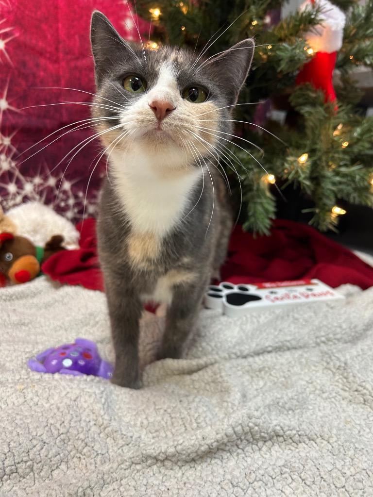 Enlarge Smoke Show, a Adoptable Domestic Short Hair in Clinton, IL image 3/3