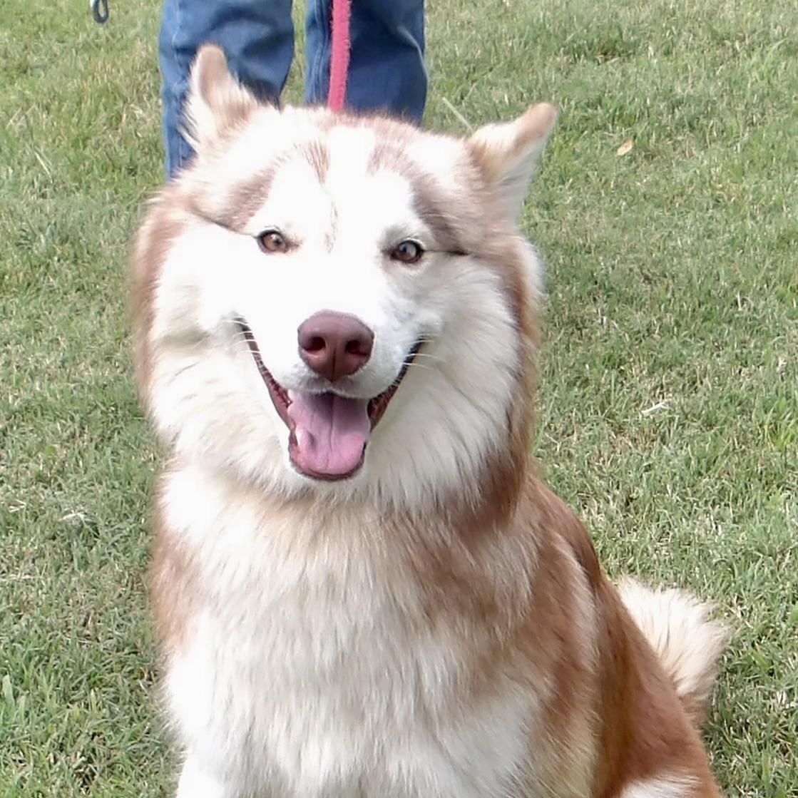 Enlarge Dr. Watson, a ADOPTABLE Husky in Gloucester, VA image 1/4