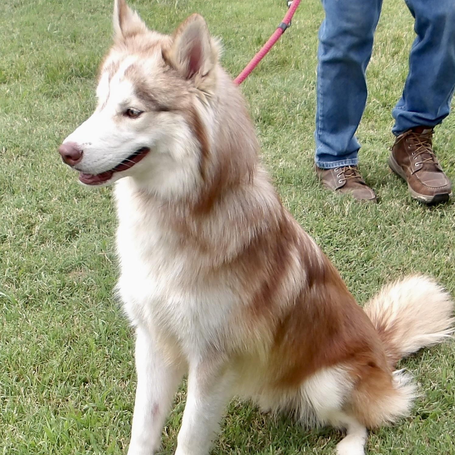 Enlarge Dr. Watson, a ADOPTABLE Husky in Gloucester, VA image 3/4
