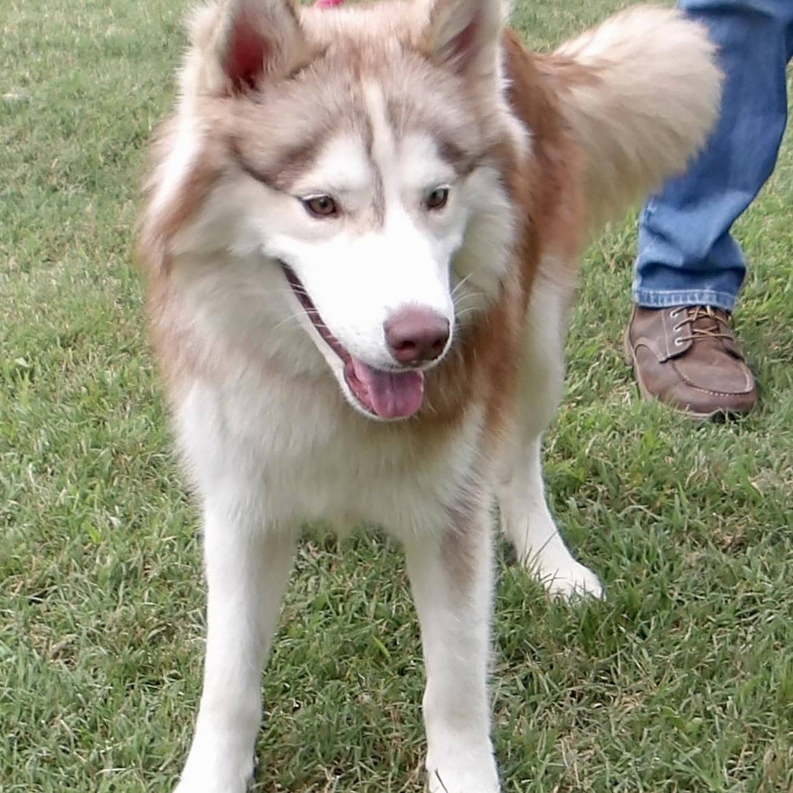 Enlarge Dr. Watson, a ADOPTABLE Husky in Gloucester, VA image 2/4