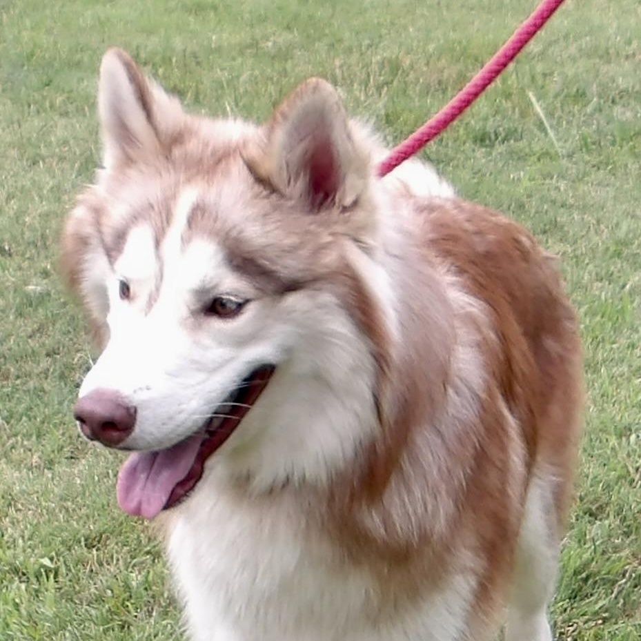 Enlarge Dr. Watson, a ADOPTABLE Husky in Gloucester, VA image 4/4