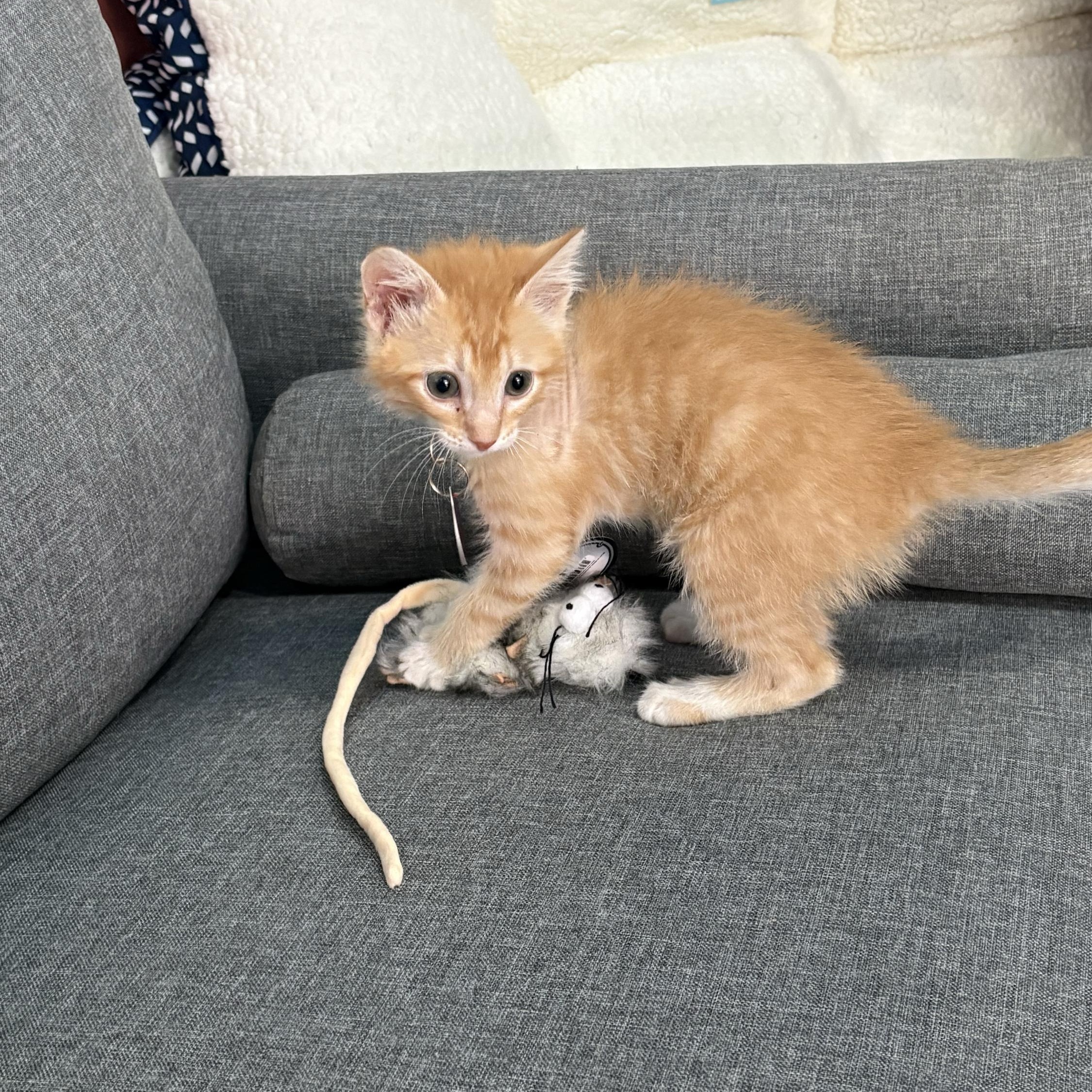 Enlarge Booger, a ADOPTABLE Domestic Short Hair in Marfa, TX image 2/6