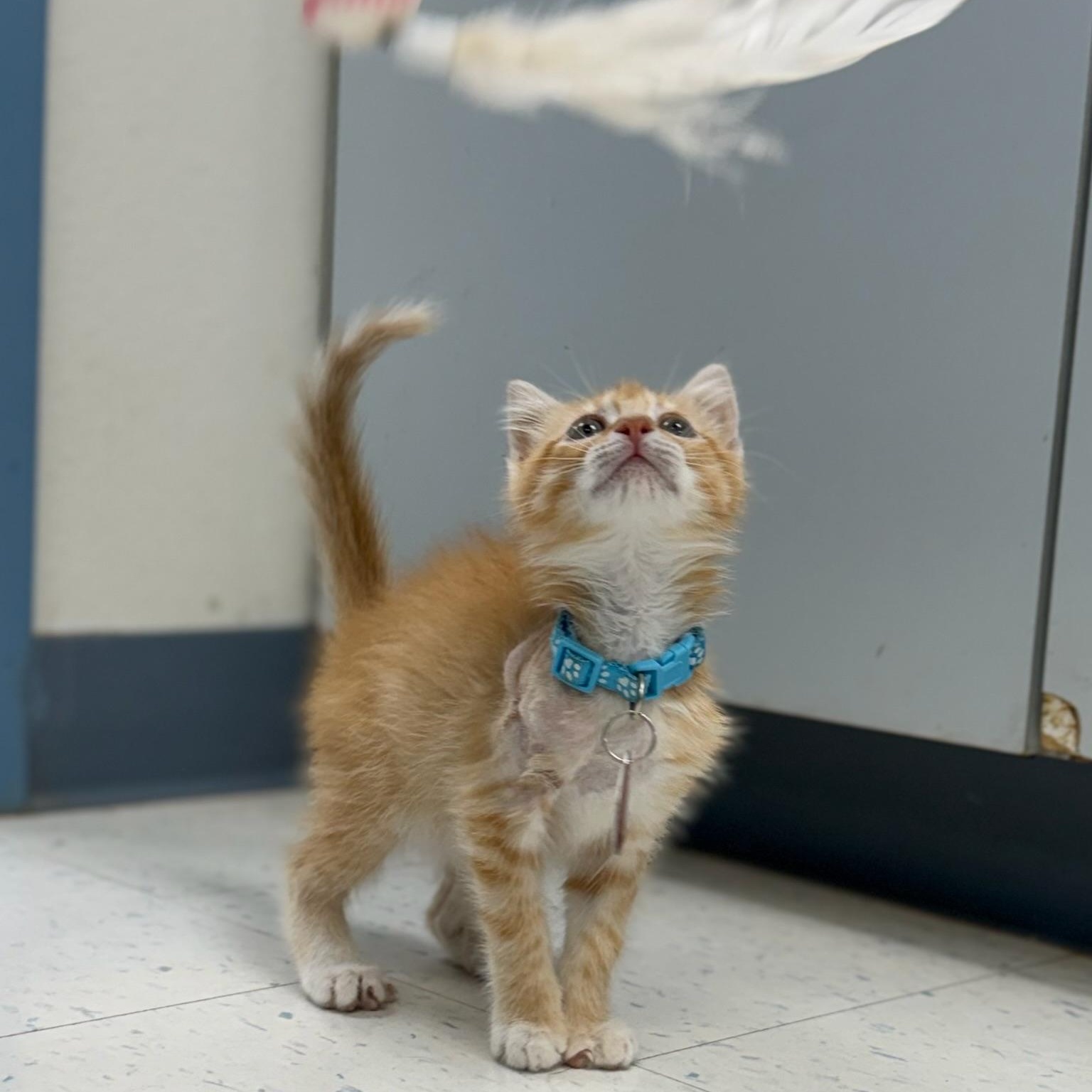 Enlarge Booger, a ADOPTABLE Domestic Short Hair in Marfa, TX image 6/6