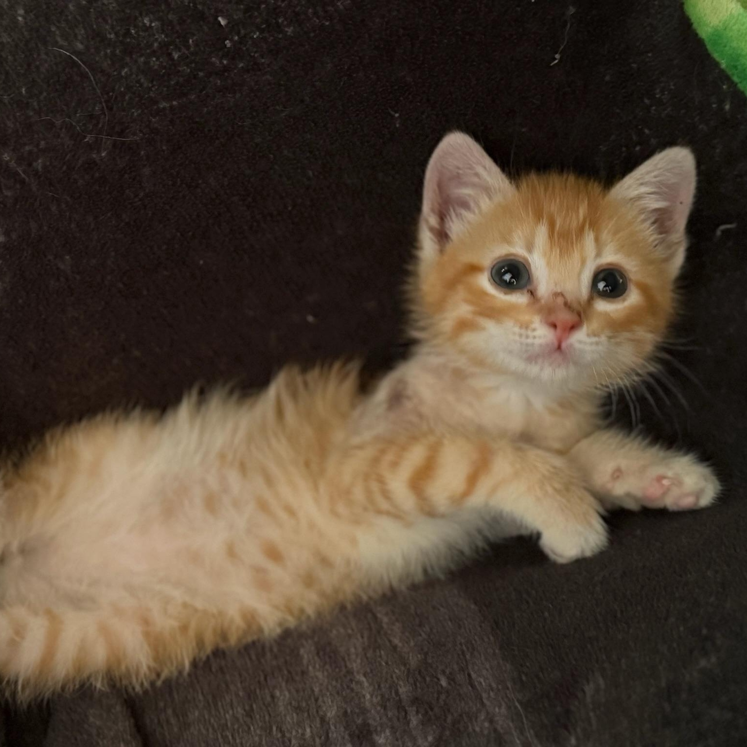 Booger, ADOPTABLE, Kitten Male Domestic Short Hair.