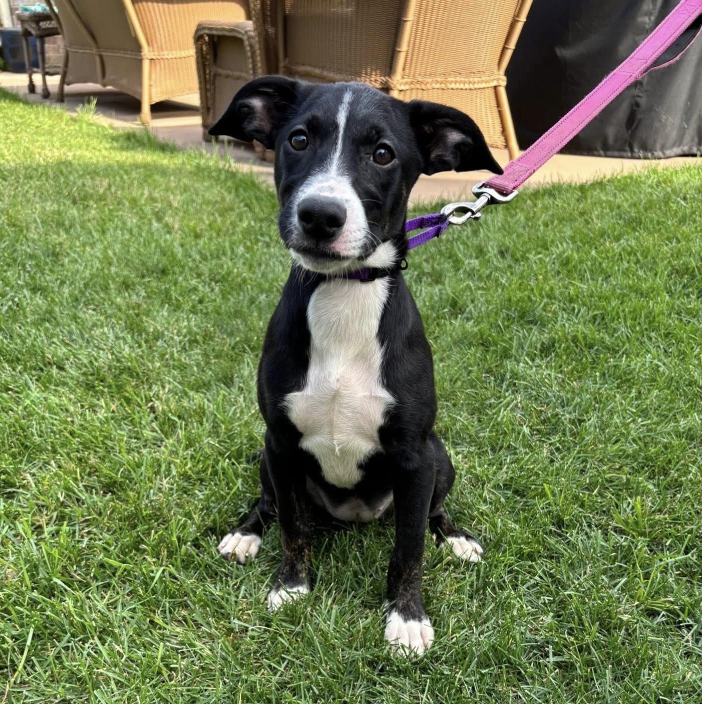 Suri