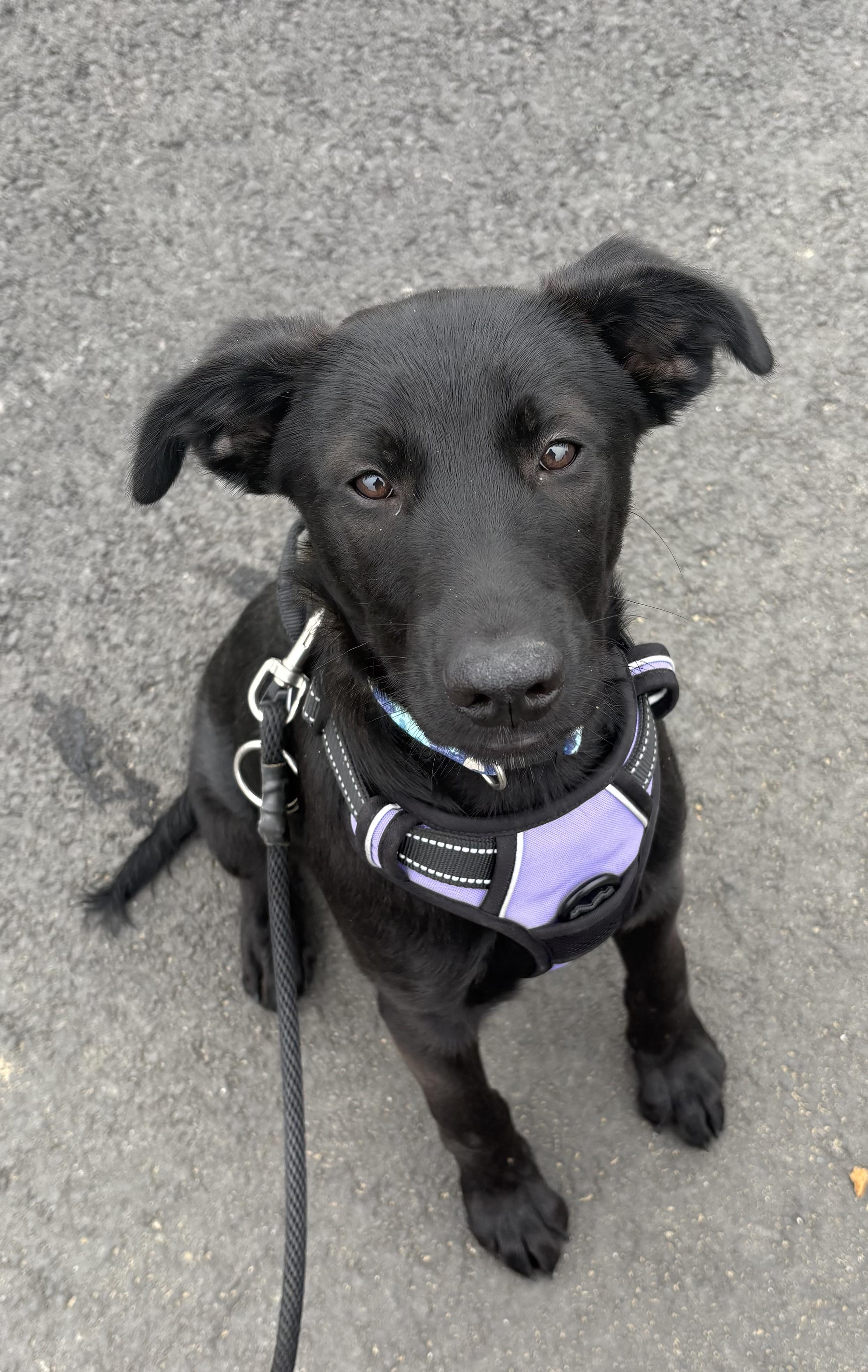 Enlarge Evelyn, a Adoptable mixed breed in Waldport, OR image 1/4